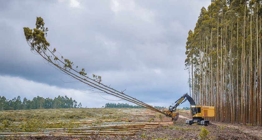 Opakowania drewniane w centrum uwagi: Jakie znaczenie ma EUDR?