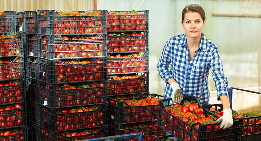 Jak ograniczyć straty i usprawnić transport podczas zbiorów?